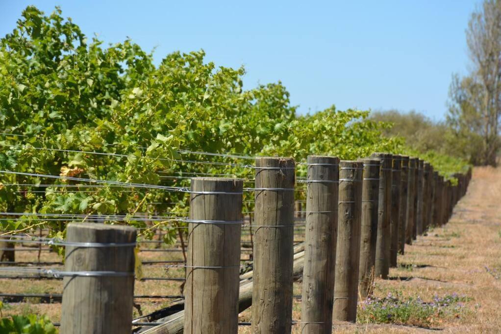 Ddog Vineyard & Bnb Renwick Екстериор снимка