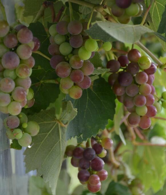 Ddog Vineyard & Bnb Renwick Екстериор снимка