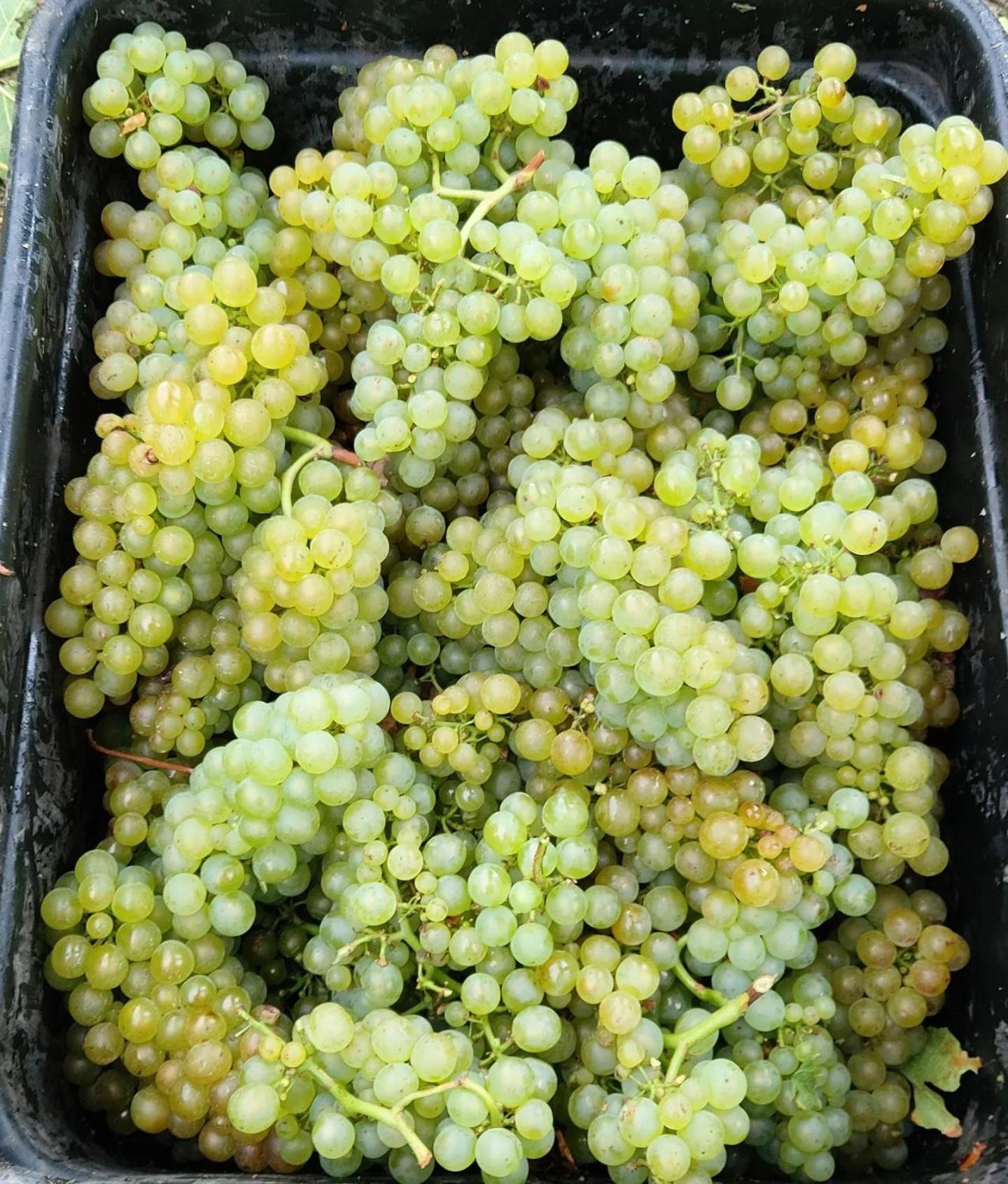 Ddog Vineyard & Bnb Renwick Екстериор снимка
