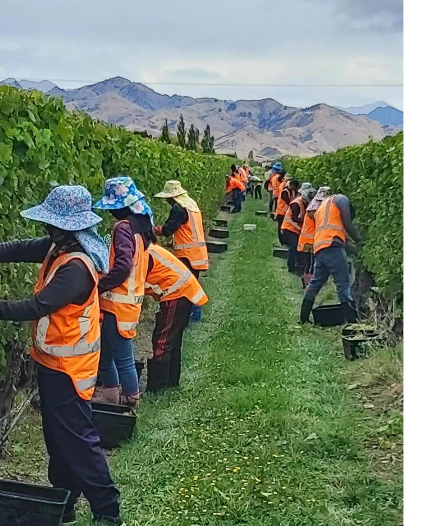 Ddog Vineyard & Bnb Renwick Екстериор снимка