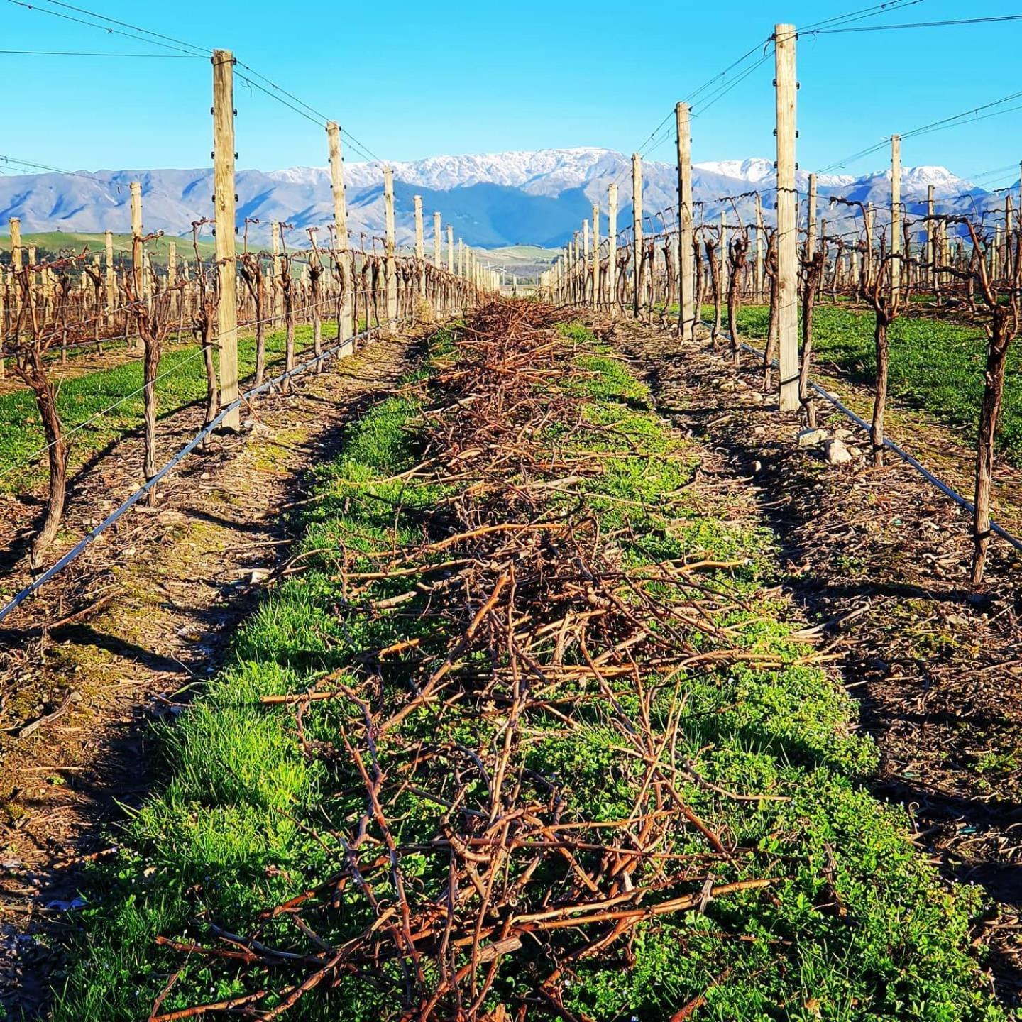 Ddog Vineyard & Bnb Renwick Екстериор снимка